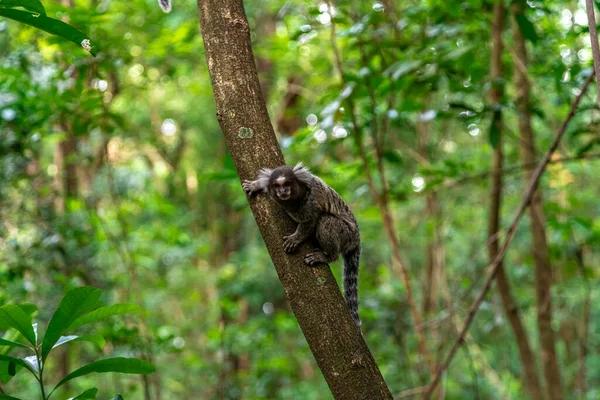 Marmoset Monkey Tree Wild High Quality Photo — Stock Photo, Image