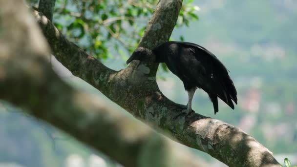 Condor Sits Tree Branch Rock — Stock Video