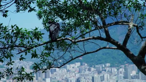 Condor Senta Galho Árvore Uma Rocha — Vídeo de Stock