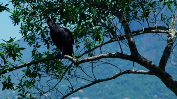 Condor Senta Galho Árvore Uma Rocha — Vídeo de Stock