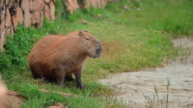 Dünyanın en büyük kemirgeni vahşi doğadaki Capybara.