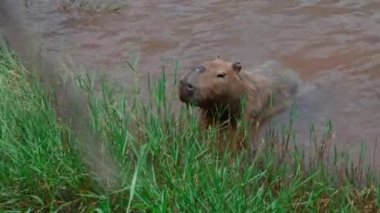 Dünyanın en büyük kemirgeni vahşi doğadaki Capybara.