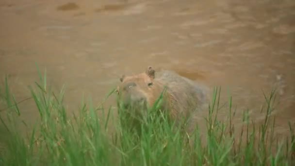 Roedor Más Grande Del Mundo Capybara Naturaleza — Vídeos de Stock