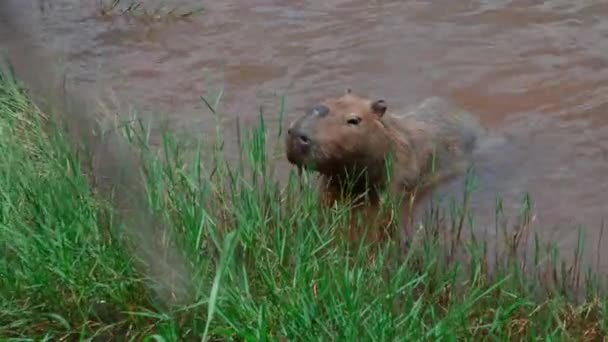 世界上最大的啮齿动物卡皮拉在野外 — 图库视频影像