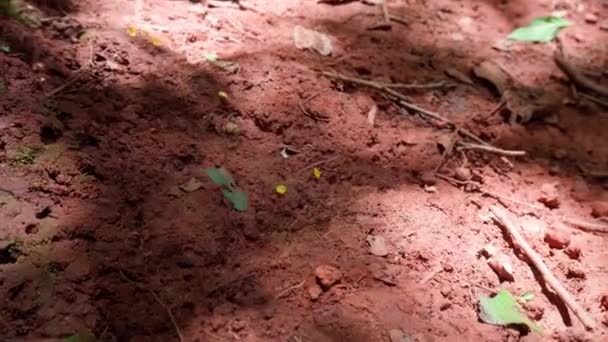 Termitenhügel Wald Südamerikas — Stockvideo