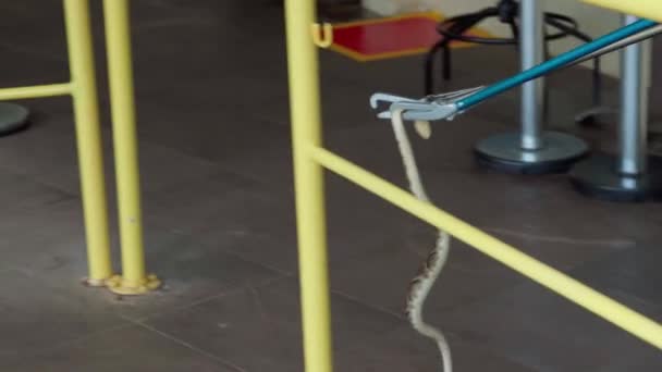 Ядовитая Змея Пойманная Щипцы Туристической Зоне Высококачественные Кадры — стоковое видео