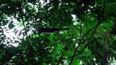Vahşi doğadaki bir ağaçtaki marmoset maymunu. Yüksek kalite fotoğraf