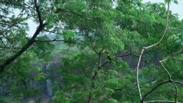 Tukan Auf Einem Baum Bereich Der Leguazu Wasserfälle Hochwertiges Filmmaterial — Stockvideo