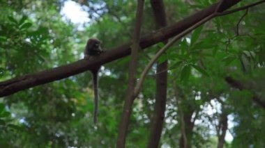 Vahşi doğadaki bir ağaçtaki marmoset maymunu. Yüksek kalite fotoğraf