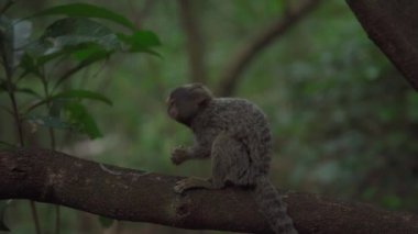 Vahşi doğadaki bir ağaçtaki marmoset maymunu. Yüksek kalite fotoğraf