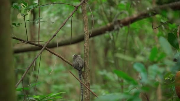 野地树上的马莫塞猴 高质量的照片 — 图库视频影像