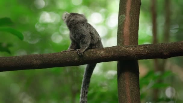 野地树上的马莫塞猴 高质量的照片 — 图库视频影像