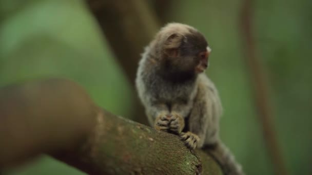 Vahşi Doğadaki Bir Ağaçtaki Marmoset Maymunu Yüksek Kalite Fotoğraf — Stok video