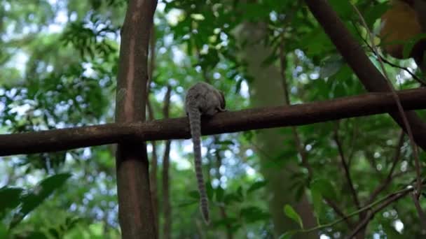 Äffchen Auf Einem Baum Freier Wildbahn Hochwertiges Foto — Stockvideo