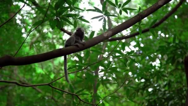 Äffchen Auf Einem Baum Freier Wildbahn Hochwertiges Foto — Stockvideo