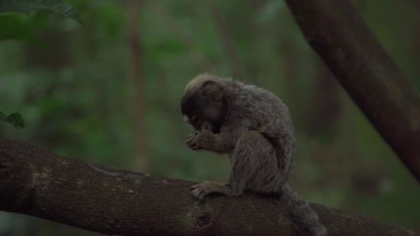 Мавпа Дереві Дикій Природі Високоякісна Фотографія — стокове відео