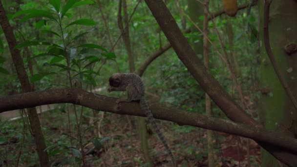Vahşi Doğadaki Bir Ağaçtaki Marmoset Maymunu Yüksek Kalite Fotoğraf — Stok video
