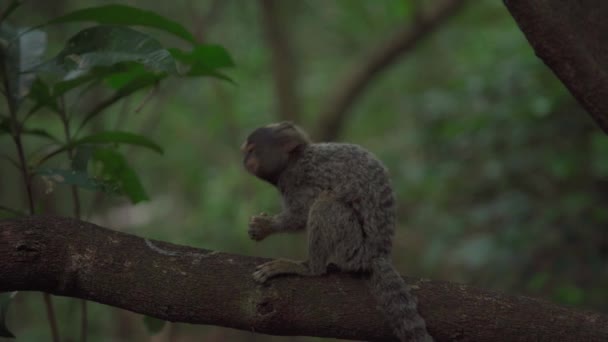 Marmoset Monkey Tree Wild High Quality Photo — Stock Video