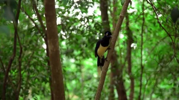 在丛林中的一棵树上涂上西兰花 高质量的照片 — 图库视频影像