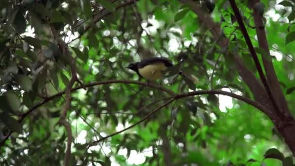 Cyanocorax Numa Árvore Selva Foto Alta Qualidade — Vídeo de Stock