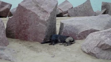 Köpek taşın yanındaki plaja tırmanıyor. Yüksek kalite 4k görüntü