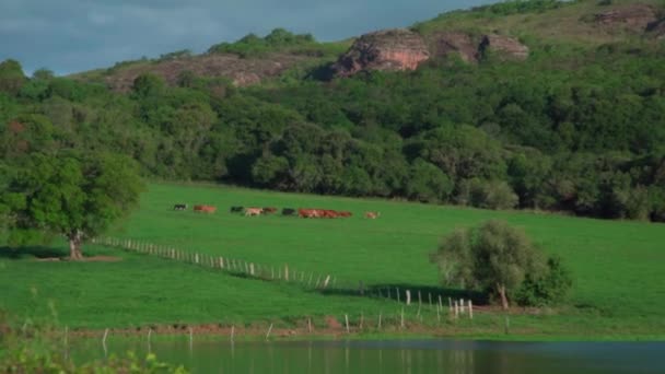 Lago Brasil América Sul Imagens Alta Qualidade — Vídeo de Stock