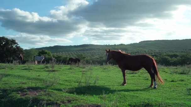 Louce Přírodě Pasou Koně Vysoce Kvalitní Záběry — Stock video