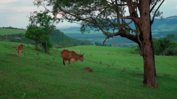 Корови Пасуться Лузі Відкритій Природі Високоякісні Кадри — стокове відео