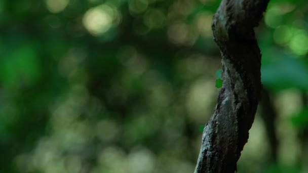 Мурахи Носять Листя Дерева Поспіль Вниз Гілці Високоякісні Кадри — стокове відео