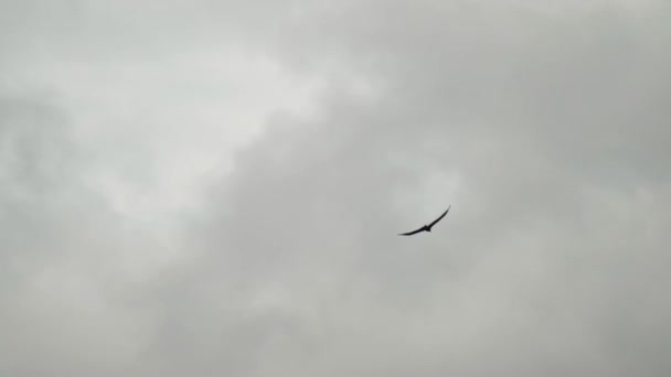 自然保護区上空の空を飛ぶコンドル — ストック動画