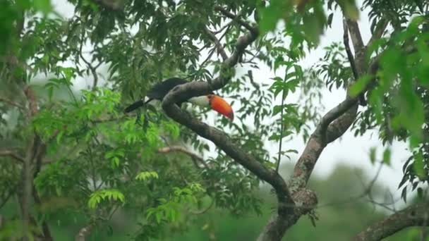Tukan Auf Einem Baum Bereich Der Leguazu Wasserfälle Hochwertiges Filmmaterial — Stockvideo