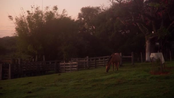 Konie Przyrodzie Wschodzie Słońca Wysokiej Jakości Wideo — Wideo stockowe