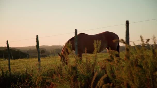 Άλογα Στη Φύση Την Αυγή Υψηλής Ποιότητας Βίντεο — Αρχείο Βίντεο