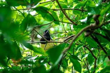 Ormandaki ağaçta ibikli karga. 