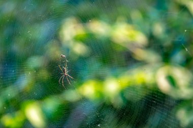 Ağdaki örümcekler doğadaki bir ağaçta. 