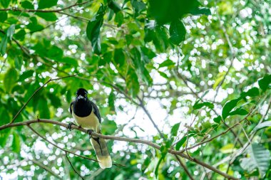 Ormandaki ağaçta ibikli karga. 