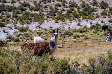 Güney Amerika 'nın doğasında dağlarda bir lama.. 