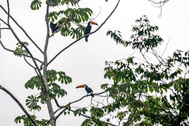 İguazu Şelalesi bölgesindeki bir ağaçtaki tukan.. 
