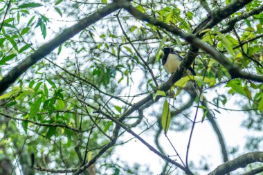 Ormandaki ağaçta ibikli karga. 