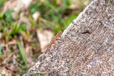 ormanda bir taş üzerinde kertenkele.