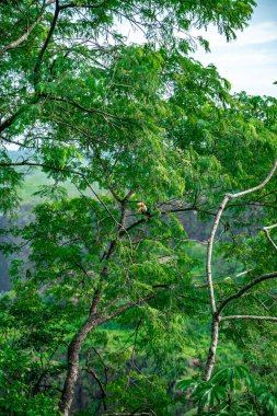 İguazu Şelalesi bölgesindeki bir ağaçtaki tukan.. 