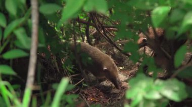 Nasua Nasua bir turistin yanında doğa koruma alanında.. 