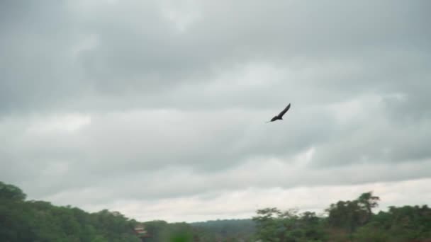 自然保護区上空の空を飛ぶコンドル — ストック動画