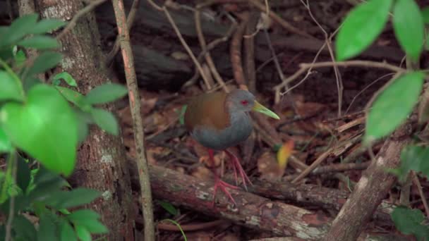野生森林中的鸟类Aramides Saracura — 图库视频影像