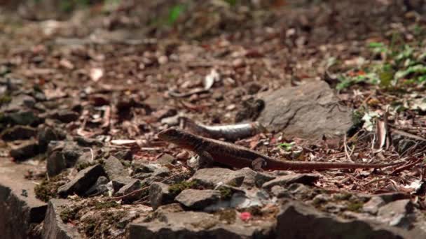 Jaszczurka Kamieniu Lesie — Wideo stockowe