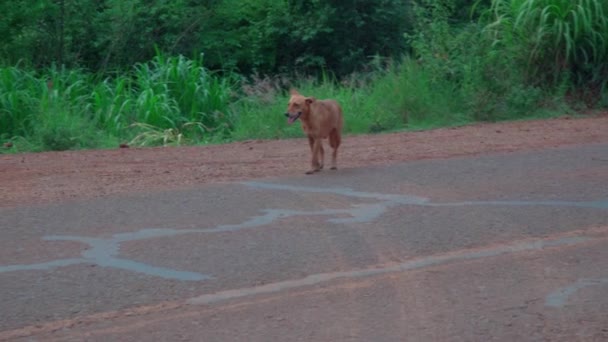 Собака Переходит Дорогу Высококачественные Кадры — стоковое видео