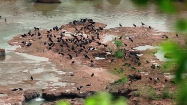 湖岛上的一群鸟 — 图库视频影像