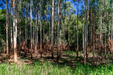 Ağaçların kesiştiği yol.. 