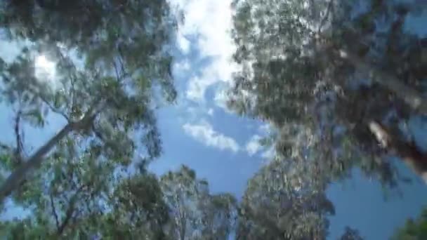 Κορώνες Δέντρων Στο Δάσος — Αρχείο Βίντεο
