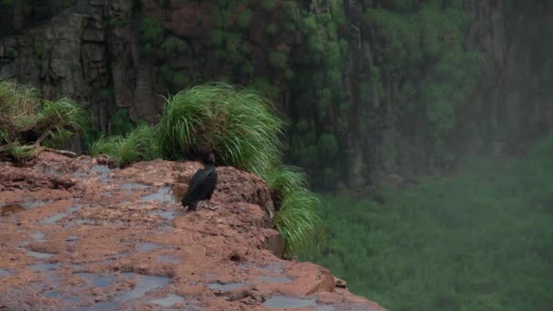 Condor Assis Sur Rocher Dans Nature — Video